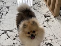 erkek eğitimli pomeranian boo