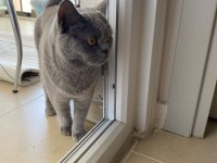 4 yaşında tüm aşıları tam british shorthair