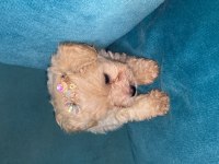 Teacup maltipoo yavrularımız