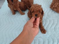Show kalite kore toy poodle ziyarete açık