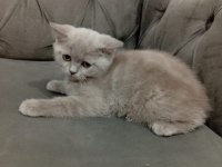 2.5 aylık dişi british shorthair