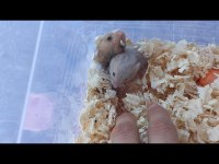 10 adet yavru hamster uygun fiyatlı