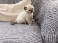 British shorthair point bebekler