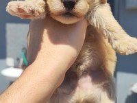 1 dişi 4 erkek maltipoo bebeklerim