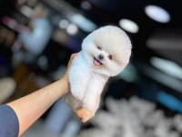 Show Kalite Pomeranian Boo Yavru Köpekler