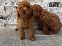 IRK VE SAĞLIK GARANTİLİ KISA BACAK TEACUP POODLE YAVRULAR