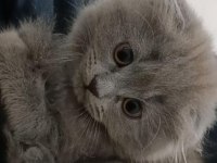 Scottish fold