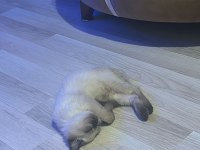 Minik british blue point british shorthair