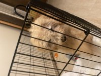 3 Aylık Toy Poodle Acil