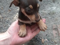 2 adet dişi bebek pinscher