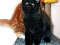 Safkan şecereli erkek Maine Coon (bütün aşıları tamam)