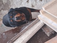Ücretsiz rottweiler