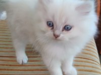 British longhair