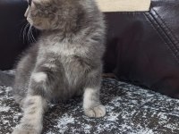 İki Aylık Erkek British Shorthair