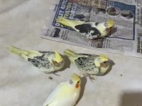 Bebek alışkın sultan papağanları