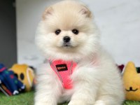 Sevimli Pomeranian Boo Yavrularımız