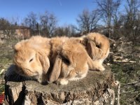 Mini lop tavşan (bebeklerimiz)