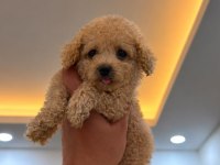 Toypoodle Kilo Garantili 