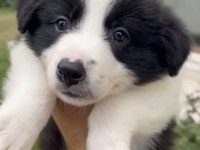 Anne baba şrc li orjinal border collie yavru sahiplendirme
