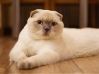 Scottish Fold Oğluma Eş Arıyorum