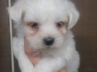 Maltese terrier yavrular rezerve açık