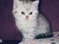 Scottish Fold ve British