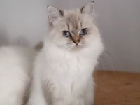 Scottish straight blue point longhair