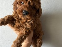 Muhteşem poodle bebekler