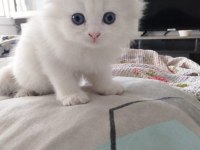 Scottish fold uzun ve kısa tüylü efsane yavrularım
