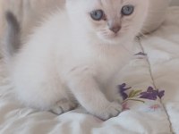 Safkan maviş gözlü kar beyaz bebişim uygun british shorthair