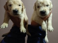 Orjinal golden retriever yavruları