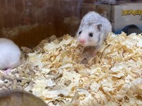HAMSTERLAR GELDİ