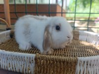 Hollanda mini lop ve Hollanda cüce tavşan