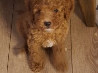 Toy Poodle 3 Aylık Dişi