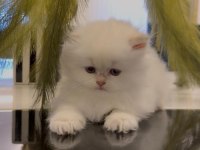 BEBEK YÜZ BRITISH LONGHAIR YAVRULARIM 
