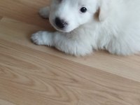 Yavru dişi köpeğimiz