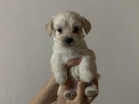 yavru maltese terrierler