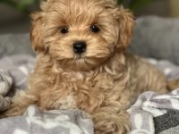 Ev üretimi baby face maltipoo yavrularımız