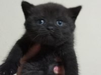 British shorthair 65 günlük kediler