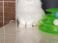 Safkan british longhair kızlarım karşınızda