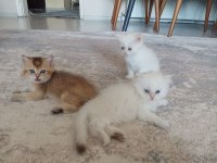 VCF şecereli uysal oyuncu british shorthair yavrular