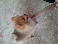Pomeranian 4 aylık erkek