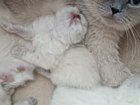 Scottish fold kızımıza yeni yuva arıyoruz