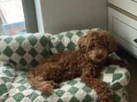 Toy Poodle oğlumuz