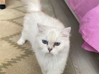 3 Yaşında Dişi British Longhair