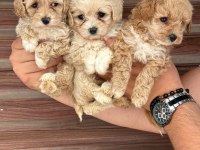 A Kalite Sağlıklı Orjinal Maltipoo