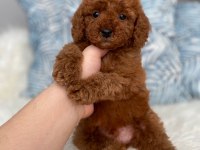 ORJİNAL RED BROWN TOY POODLE YAVRUM