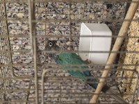 DİŞİ HAZIR GREENCHECK KONUR PAPAĞANI
