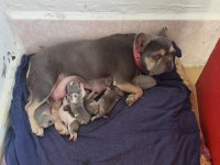 Yavru Köpeğimizi Sahiplendirme