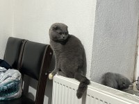Birbirine Alışkın İki Safkan Dost British Shorthair